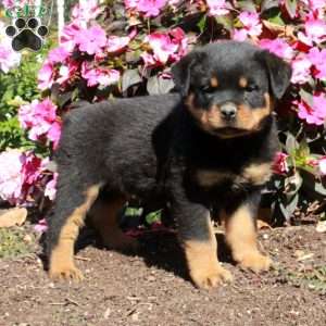 Tucker, Rottweiler Puppy