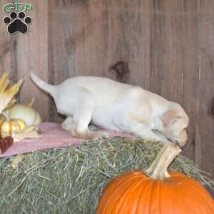 Tucker, Yellow Labrador Retriever Puppy