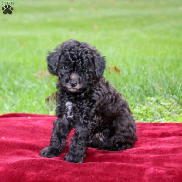 Tucker, Toy Poodle Puppy