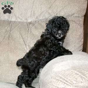Tucker, Toy Poodle Puppy