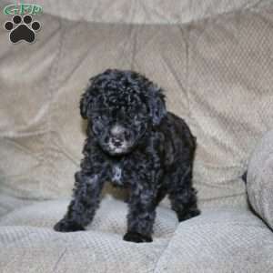 Tucker, Toy Poodle Puppy
