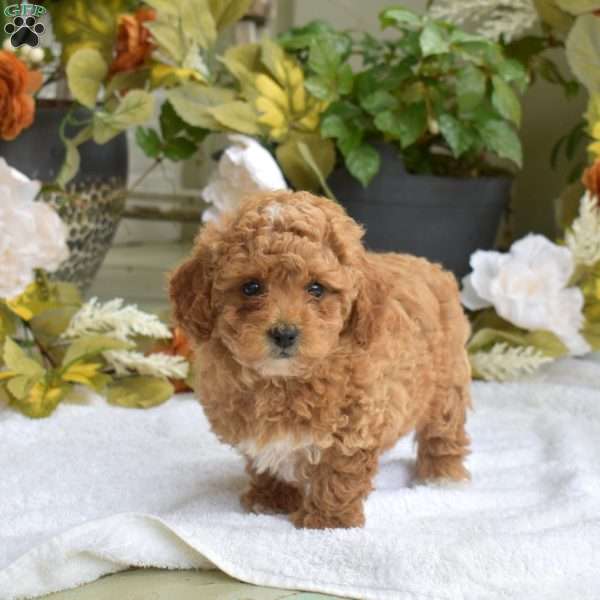 Tulip, Bich-Poo Puppy
