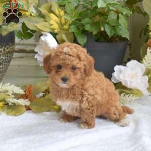 Tulip, Bich-Poo Puppy