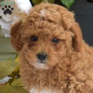 Tulip, Bich-Poo Puppy