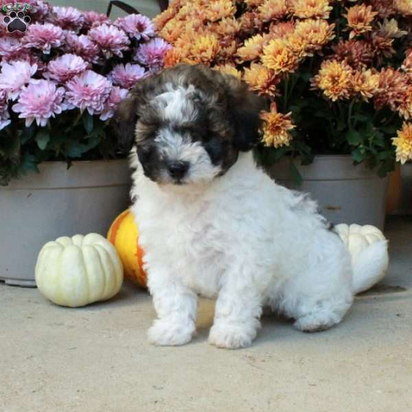 Tulip, Bich-Poo Puppy