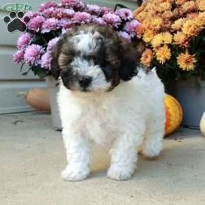 Tulip, Bich-Poo Puppy
