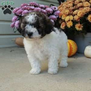 Tulip, Bich-Poo Puppy