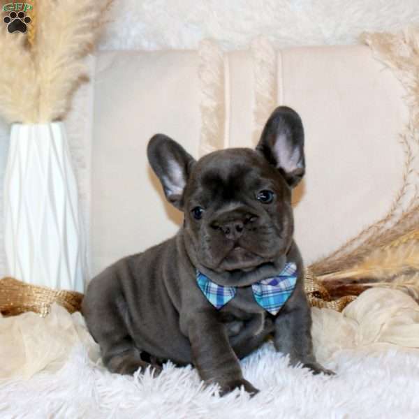 Turbo, French Bulldog Puppy