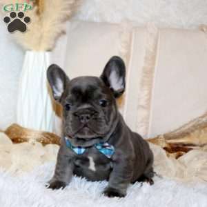 Turbo, French Bulldog Puppy