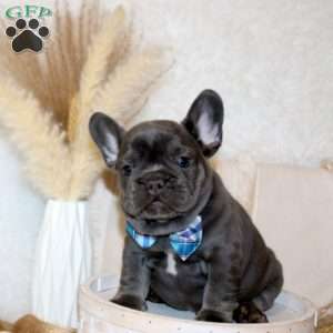 Turbo, French Bulldog Puppy