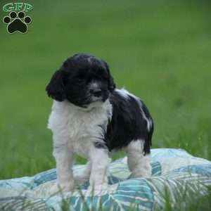 Tuxie, Cockapoo Puppy