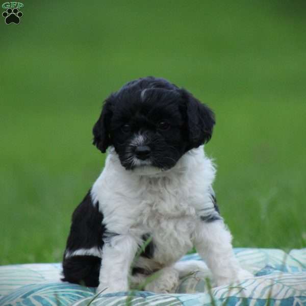 Tuxie, Cockapoo Puppy