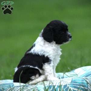 Tuxie, Cockapoo Puppy