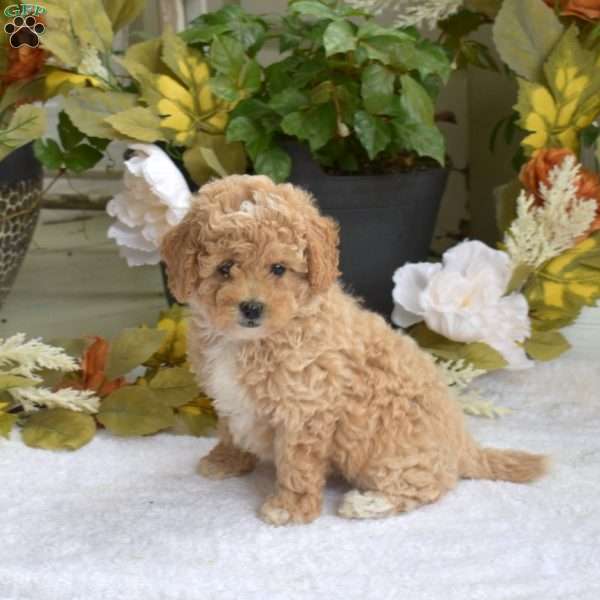 Twiggy, Bich-Poo Puppy