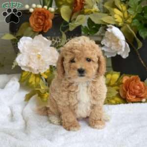 Twiggy, Bich-Poo Puppy