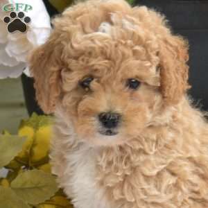 Twiggy, Bich-Poo Puppy