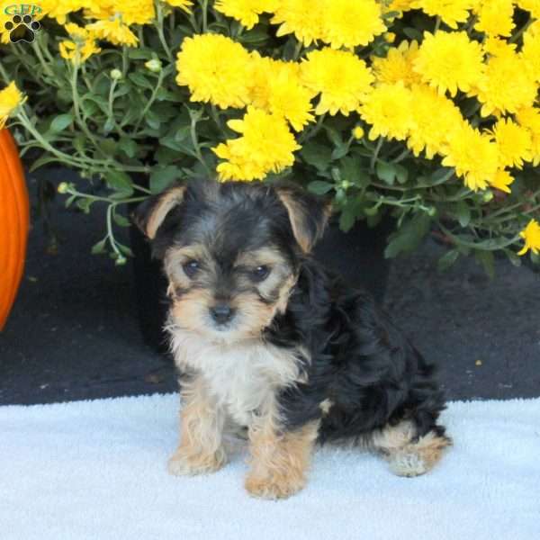 Twila, Havashire Puppy