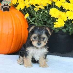Twila, Havashire Puppy