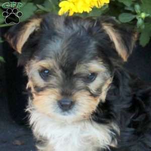 Twila, Havashire Puppy