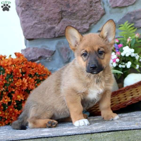 Twila, German Shepherd Mix Puppy