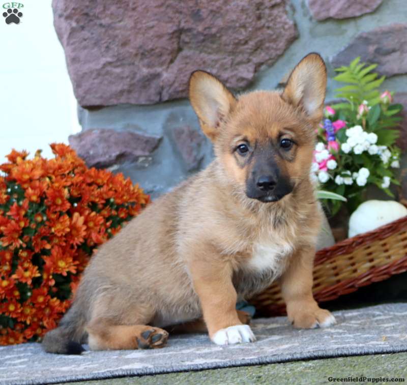 Twila (Mixed breed, Female) in Honey Brook, PA