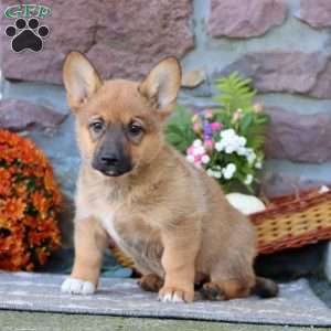 Twila, German Shepherd Mix Puppy