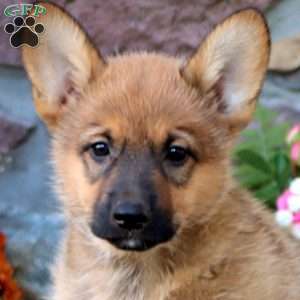 Twila, German Shepherd Mix Puppy