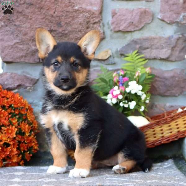 Twinkle, German Shepherd Mix Puppy