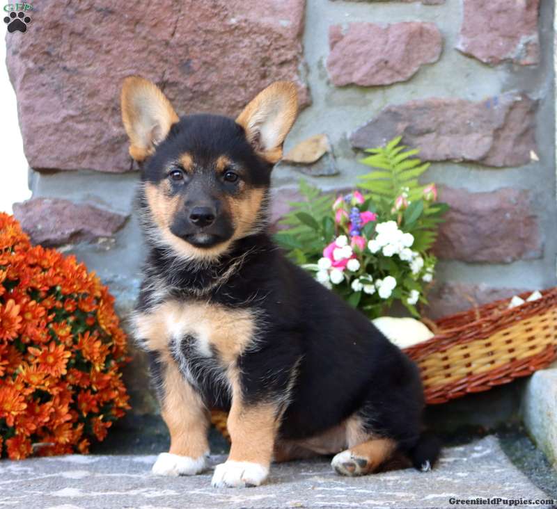 Twinkle (Mixed breed, Female) in Honey Brook, PA