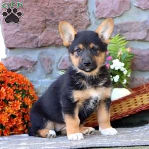 Twinkle, German Shepherd Mix Puppy