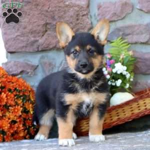 Twinkle, German Shepherd Mix Puppy