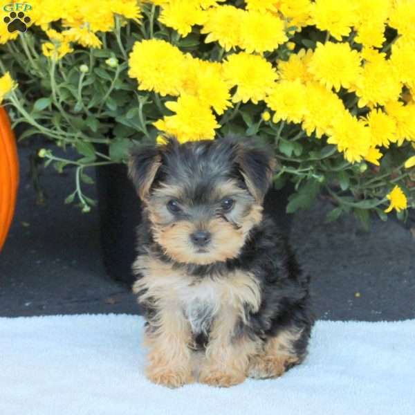 Twinkles, Havashire Puppy