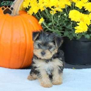 Twinkles, Havashire Puppy