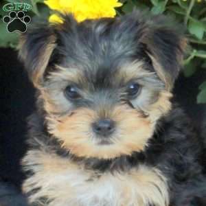 Twinkles, Havashire Puppy