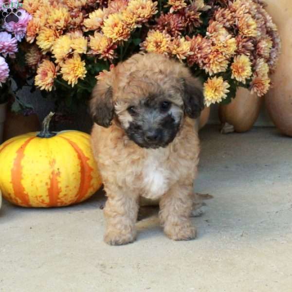 Twinkles, Bich-Poo Puppy