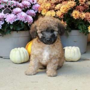 Twinkles, Bich-Poo Puppy