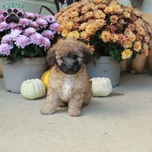Twinkles, Bich-Poo Puppy
