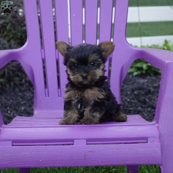 Twinkle, Yorkie Puppy