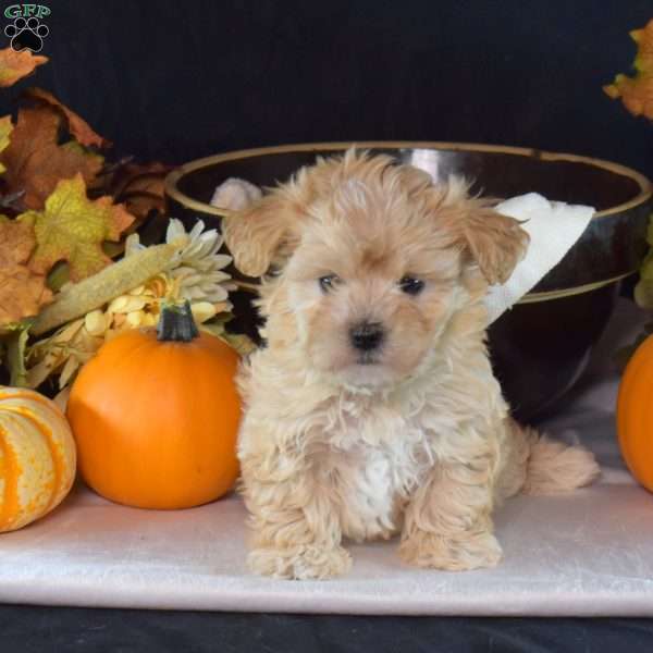 Twix, Maltipoo Puppy
