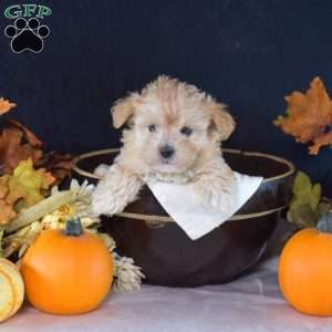 Twix, Maltipoo Puppy