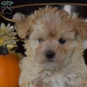 Twix, Maltipoo Puppy