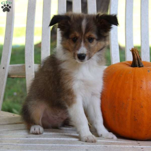 Twix, Sheltie Puppy