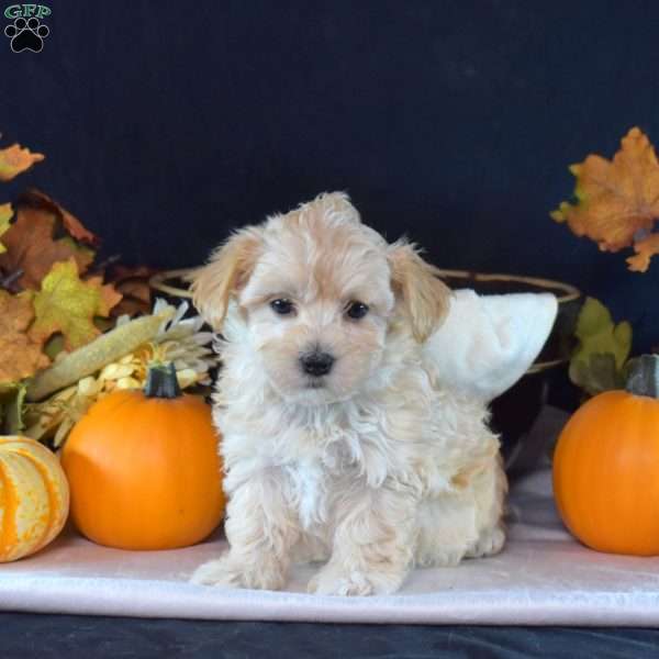 Twizzler, Maltipoo Puppy