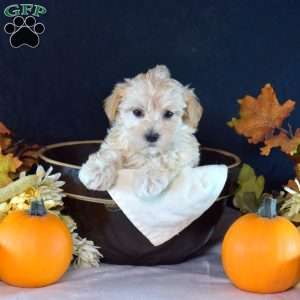 Twizzler, Maltipoo Puppy