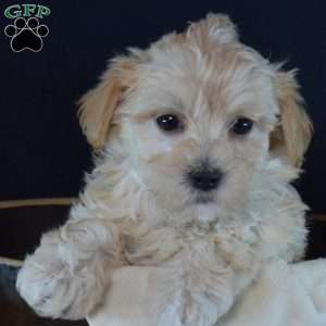 Twizzler, Maltipoo Puppy