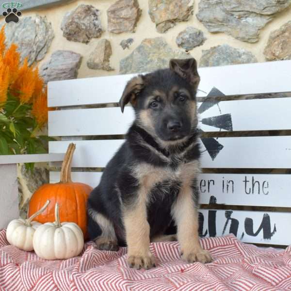 Tyler, German Shepherd Puppy