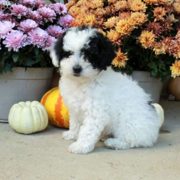 Tyler, Bich-Poo Puppy
