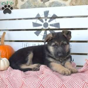 Tyler, German Shepherd Puppy