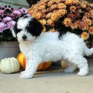 Tyler, Bich-Poo Puppy