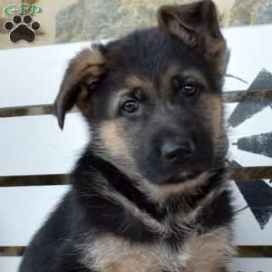 Tyler, German Shepherd Puppy